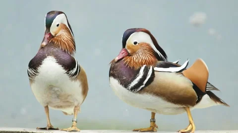 Couple Mandarin duck. Stock Footage 49767709