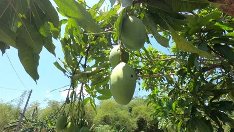 A couple of mangoes fruit in the tree Stock Footage 210227849