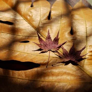 Couple of maple leaf Stock Photos