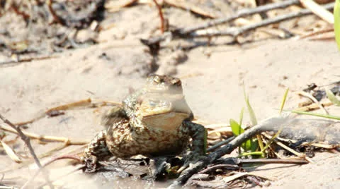 Couple Of mating Toads in spring season Stock Footage