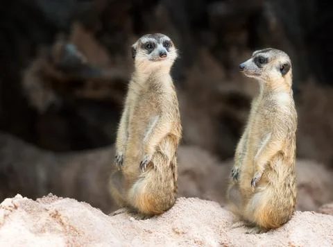 Couple meerkat Stock Photos