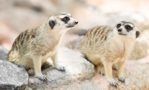 Couple meerkat Stock Photos