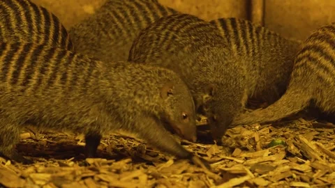 Couple Mongoose searching Stock Footage 263600424