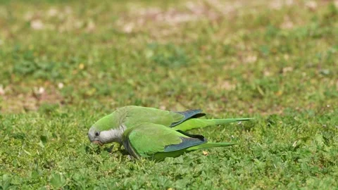 Couple of Monk parakeet (Myiopsitta Stock Video Pond5