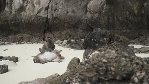 Couple Monkey looking fleas on body on the sand and reef rock beach Stock Footage 153508873