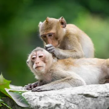 Couple monkey Stock Photos
