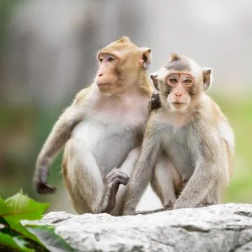Couple monkey Stock Photos
