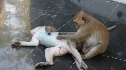 Couple monkey relaxing Stock Footage 48217440