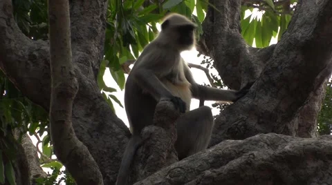 Couple of monkey on a tree and have fun Stock Footage 52064633