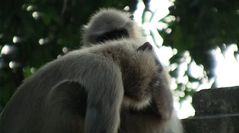 Couple of monkey on a tree and have fun 1 Stock Footage 52069975