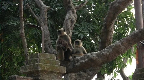 Couple of monkey on a tree and rock Vídeos de archivo 52072100