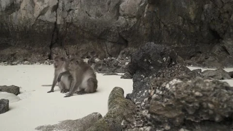 Couple Monkeys looking fleas and clean body on  beach Stock Footage 153508929