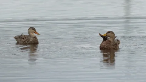 COUPLE OF MOTTLED DUCK Stock Footage 273241915