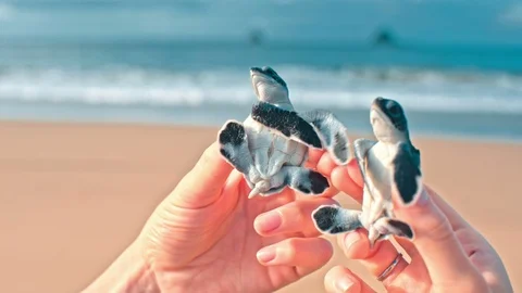 Couple of newborn turtles Stock-Footage 86748547