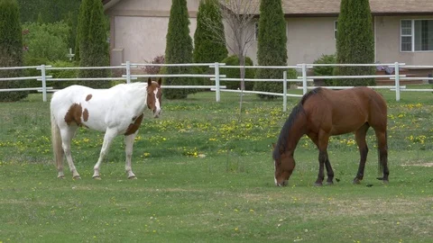 A couple of nice horses on a meadow. 스톡 동영상 75706366