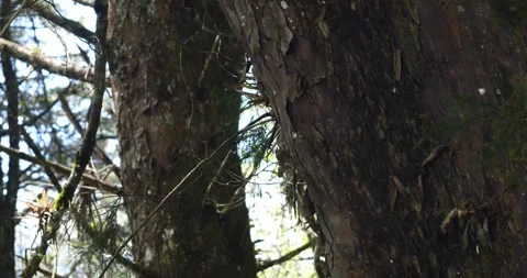 A couple of old cypress trees in a conservation forest 스톡 동영상 242166761