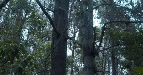 A couple of old pines 스톡 동영상 242118826