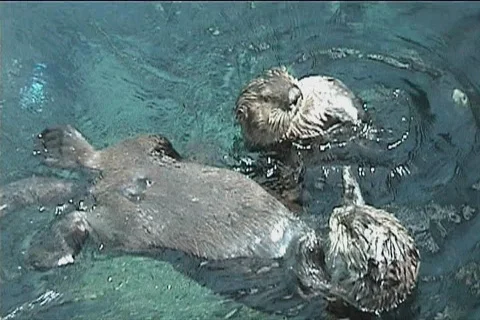 Couple of otters Stock Footage 102279