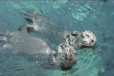 Couple of otters Stock Footage 107462