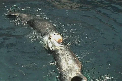 Couple of otters Video stock 110526
