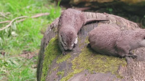 Couple of Otters relax on a tree log, near a water pool Stock-Footage 247134946