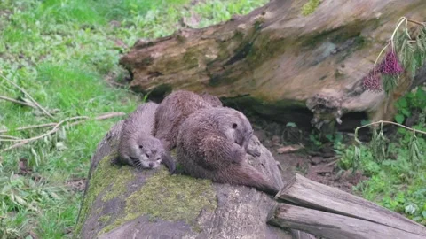 Couple of Otters relax on a tree log, near a water pool 스톡 동영상 247134953