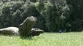 A couple at park HD Footage