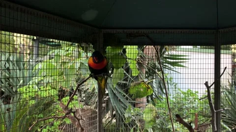Couple of parrots in a cage 스톡 동영상 140508993