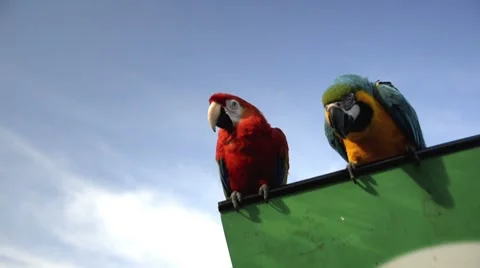 A Couple of parrots Stockbeeldmateriaal 51575144