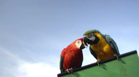 A couple of parrots Stock Footage 51575395