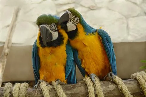A couple of parrots Stock Photos