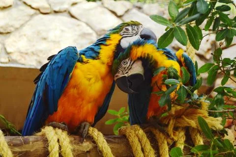 A couple of parrots Stock Photos