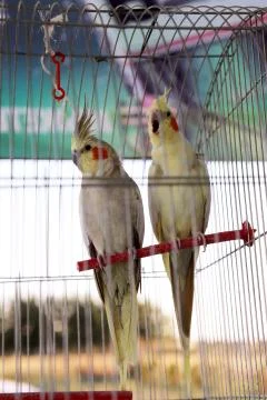 Couple of parrots Stock Photos