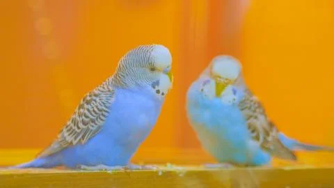 Couple of parrots Stock Photos