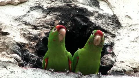 Couple of parrots sitting in front of a cavern Stock Footage 12440439
