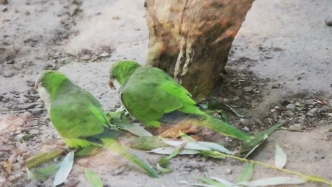 Couple of parrots, slow motion Stock Footage 80492356