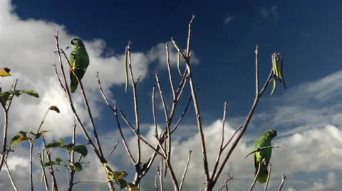 Couple of parrots in a tree Stock Footage 48903939