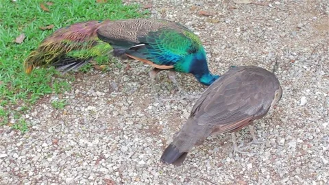 Couple of peacock scratching on the ground. Stock Footage 80184456