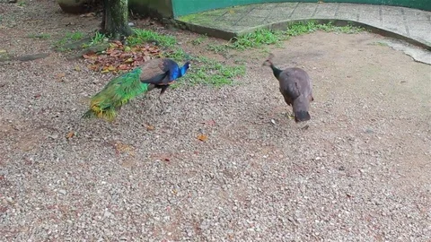 Couple of peacock walking together Stock Footage 80184580