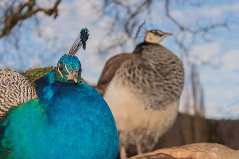 Couple of peacock,front sharp blurred background Stock Photos
