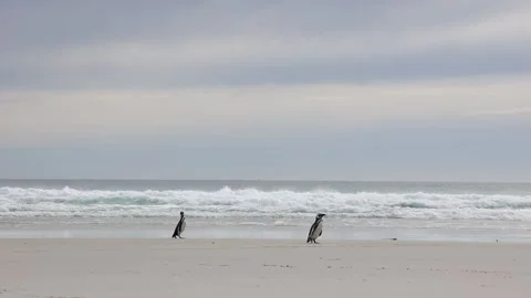 Couple of penguins walking down the beach Vídeo Stock 319983524