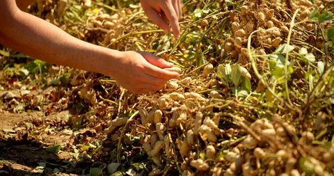 Couple Picking Peanuts on Farm, Closeup 4K Stock Footage 119028368
