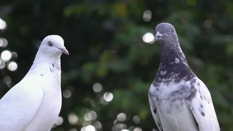 A Couple Of Pigeon - Face To Face Moving Somewhere (4K Ultra HD) Video stock 164680909
