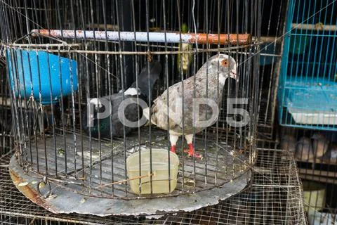 A couple of pigeon in one cage sold at animal market photo taken in Depok Stock Photos