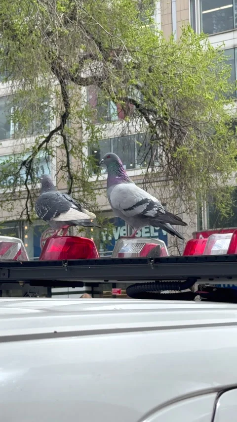 A couple of pigeons perching on the emergency light of an NYPD police car Stock Footage 343306415