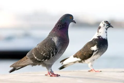 Couple pigeons. Stock Photos
