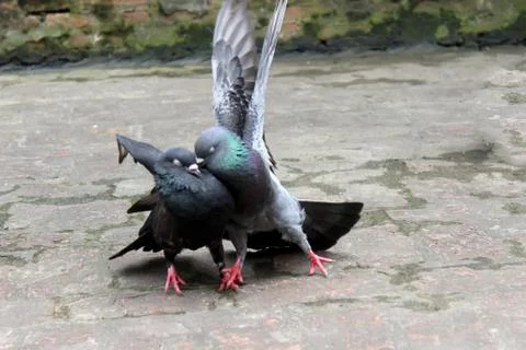 Couple of Pigeons Stock Photos