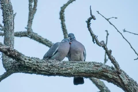 Couple of pigeons Stock Photos