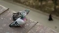 Couple of pigeons sits together on the edge of roof HD Footage