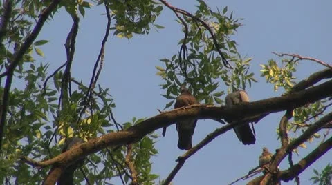 Couple of pigeons on tree branch Stock Footage 10841837